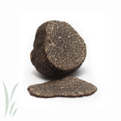 Fresh Black Winter Truffle / 1oz